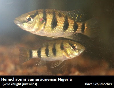 Hemichromis camerounensis Nigeria