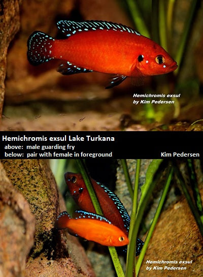 Rubricatochromis exsul Lake Turkana (formerly Hemichromis)