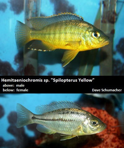 Hemitaeniochromis sp. ''Spilopterus Yellow''