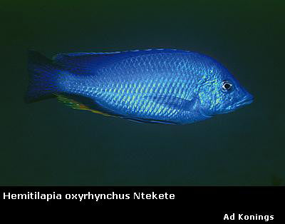 Hemitilapia oxyrhynchus