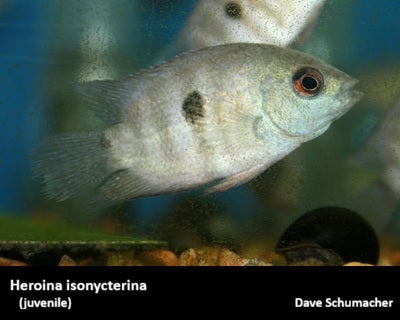 Heroina isonycterina