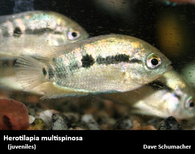 Herotilapia multispinosa "Rainbow Cichlid"
