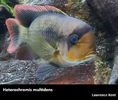 Heterochromis multidens