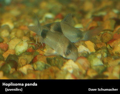 Hoplisoma (Corydoras) panda