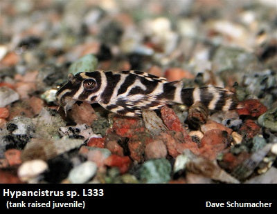 Hypancistrus sp. L333 "Yellow King Tiger"