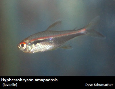 Hyphessobrycon amapaensis ''Amapa Tetra''