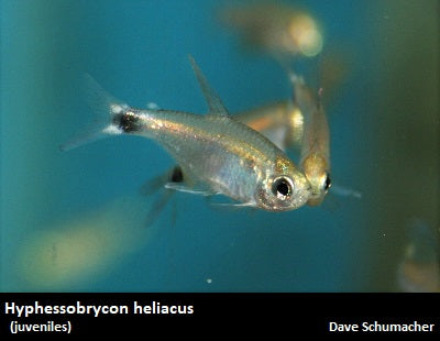 Hyphessobrycon heliacus ''Kitty Tetra'' – Dave's Rare Aquarium Fish