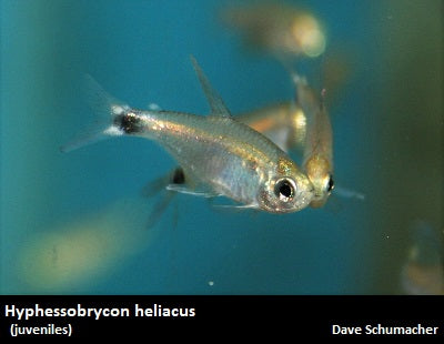 Hyphessobrycon heliacus ''Kitty Tetra''