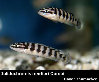 Julidochromis sp. ''Ornatus Kombe'' Kombe