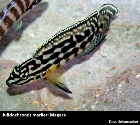 Julidochromis marlieri Magara