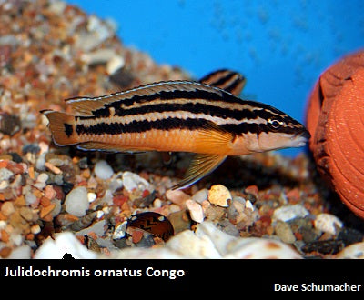 Julidochromis ornatus Congo ''Yellow''