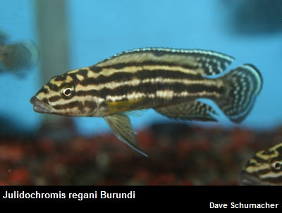 Julidochromis regani Burundi