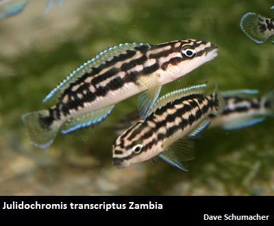 Julidochromis transcriptus Zambia