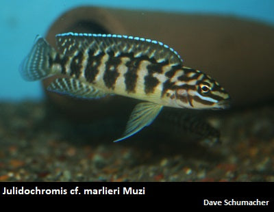 Julidochromis cf. marlieri Muzi