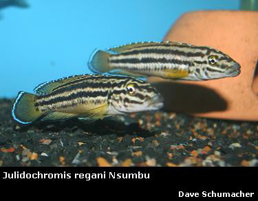 Julidochromis regani Sumbu