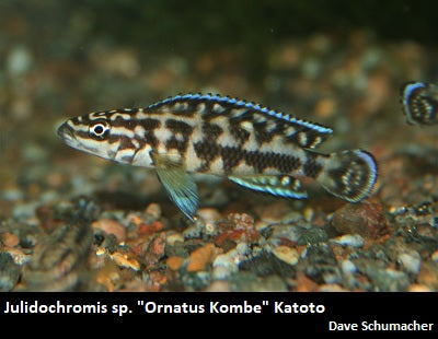 Julidochromis sp. "Ornatus Kombe" Katoto