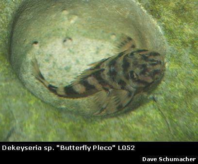 Dekeyseria picta L052 ''Butterfly Pleco''