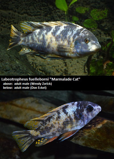 Labeotropheus fuelleborni Mbenji OB