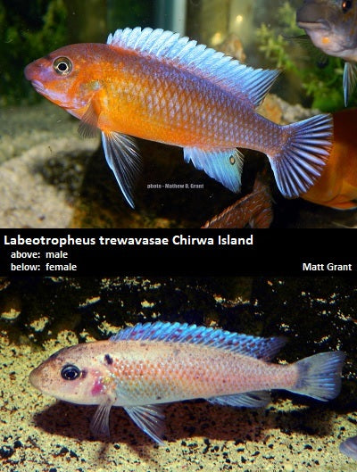 Labeotropheus aurantinfra Chirwa Island ''Red''