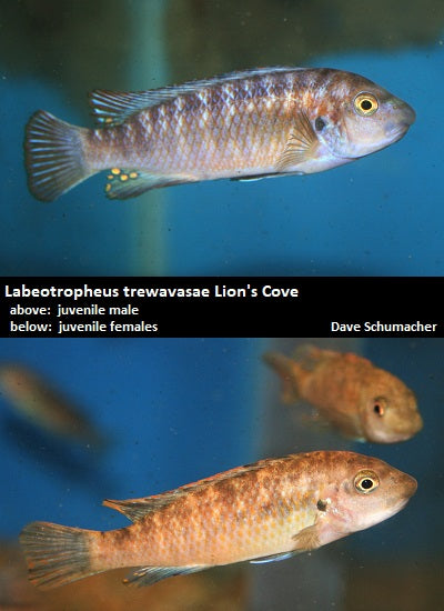 Labeotropheus trewavasae Lion's Cove