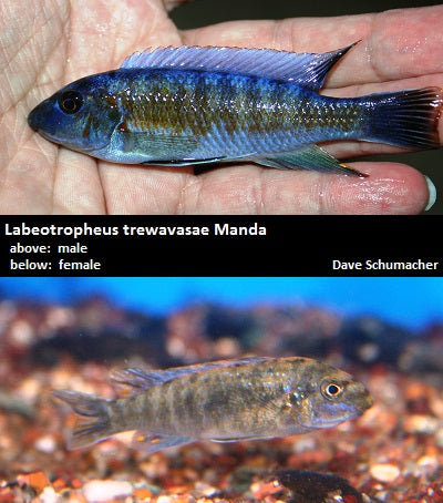 Labeotropheus trewavasae Manda ''Red Stripe''