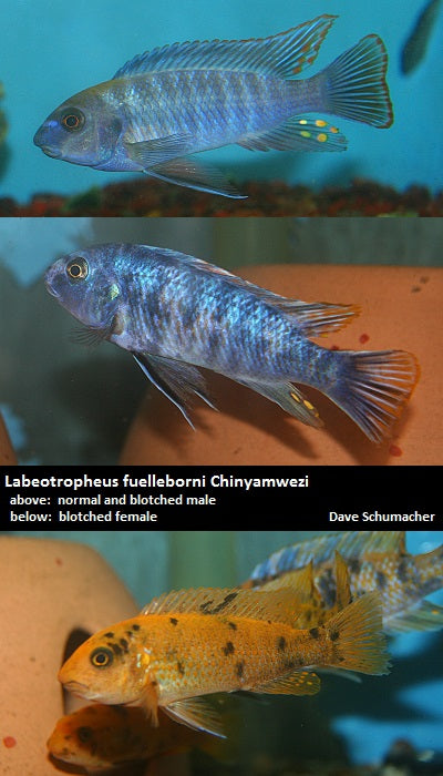 Labeotropheus fuelleborni Chinyamwezi OB