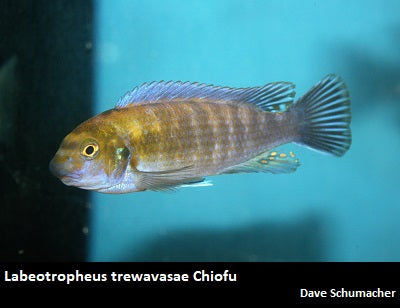 Labeotropheus trewavasae Chiofu