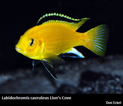 Labidochromis caeruleus Lion's Cove ''Yellow Lab''