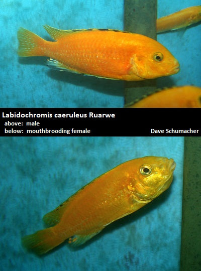 Labidochromis caeruleus Ruarwe ''Orange Lab''