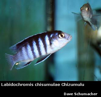 Labidochromis chisumulae Chizumulu Island