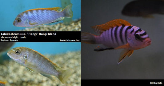 Labidochromis sp. ''Hongi'' Hongi Island