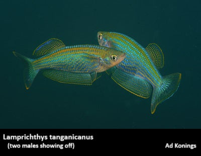 Lamprichthys tanganicanus "Tanganyikan Killifish"