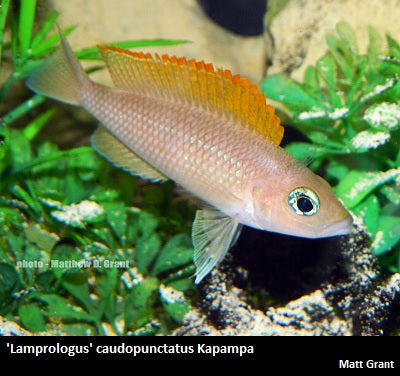 'Lamprologus' caudopunctatus Kapampa "Red Fin"