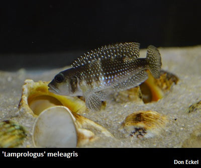 'Lamprologus' meleagris "Pearly Ocellatus"