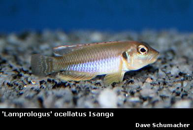 'Lamprologus' ocellatus "Blue"