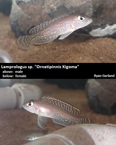 'Lamprologus' sp. "Ornatipinnis Kigoma"