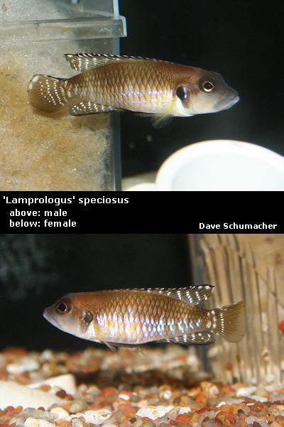 'Lamprologus' speciosus "Black Ocellatus"