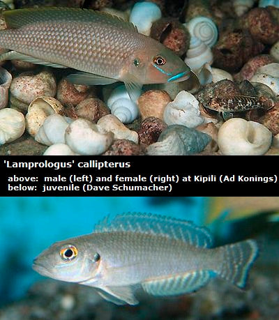 'Lamprologus' callipterus