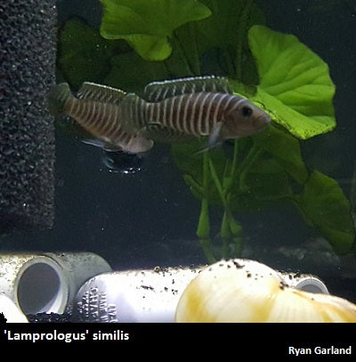 'Lamprologus' similis