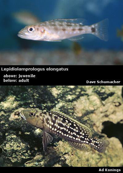 Lepidiolamprologus elongatus