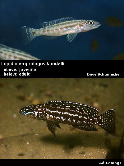 Lepidiolamprologus kendalli