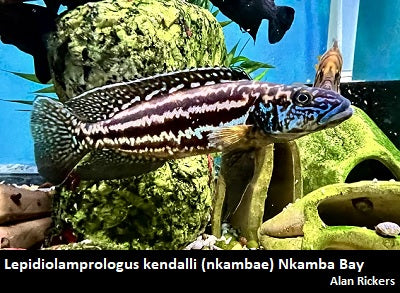 Lepidiolamprologus kendalli/nkambae Nkamba Bay