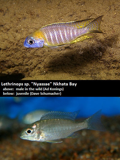 Lethrinops sp. ''Nyassae'' Nkhata Bay ''Deep Orange Top''