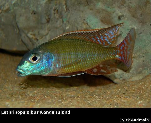Lethrinops albus Kande Island