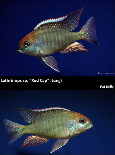 Lethrinops sp. "Red Cap" Itungi