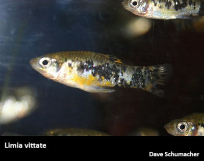 Limia vittata "Cuban Livebearer"