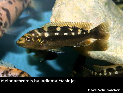 Melanochromis baliodigma Masinje