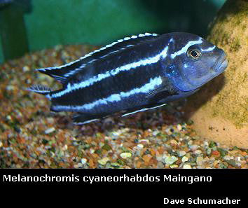 Pseudotropheus cyaneorhabdos Maingano