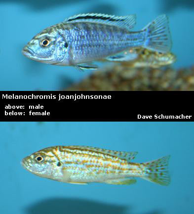 Labidochromis joanjohnsonae ''Exasperatus''