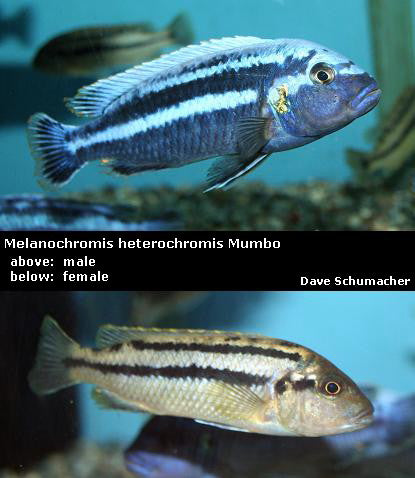 Melanochromis heterochromis Mumbo Island